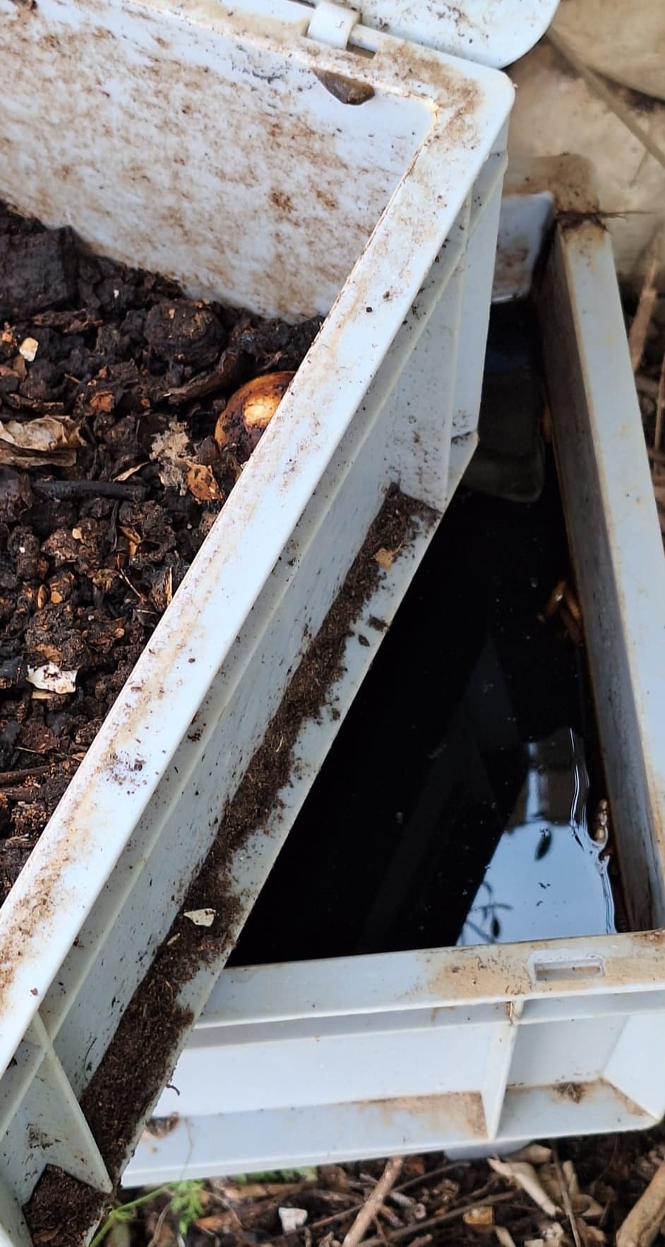 הנוזל שנאסף בתחתית קומפוסטר התולעים: מה זה ואיך משתמשים בו?